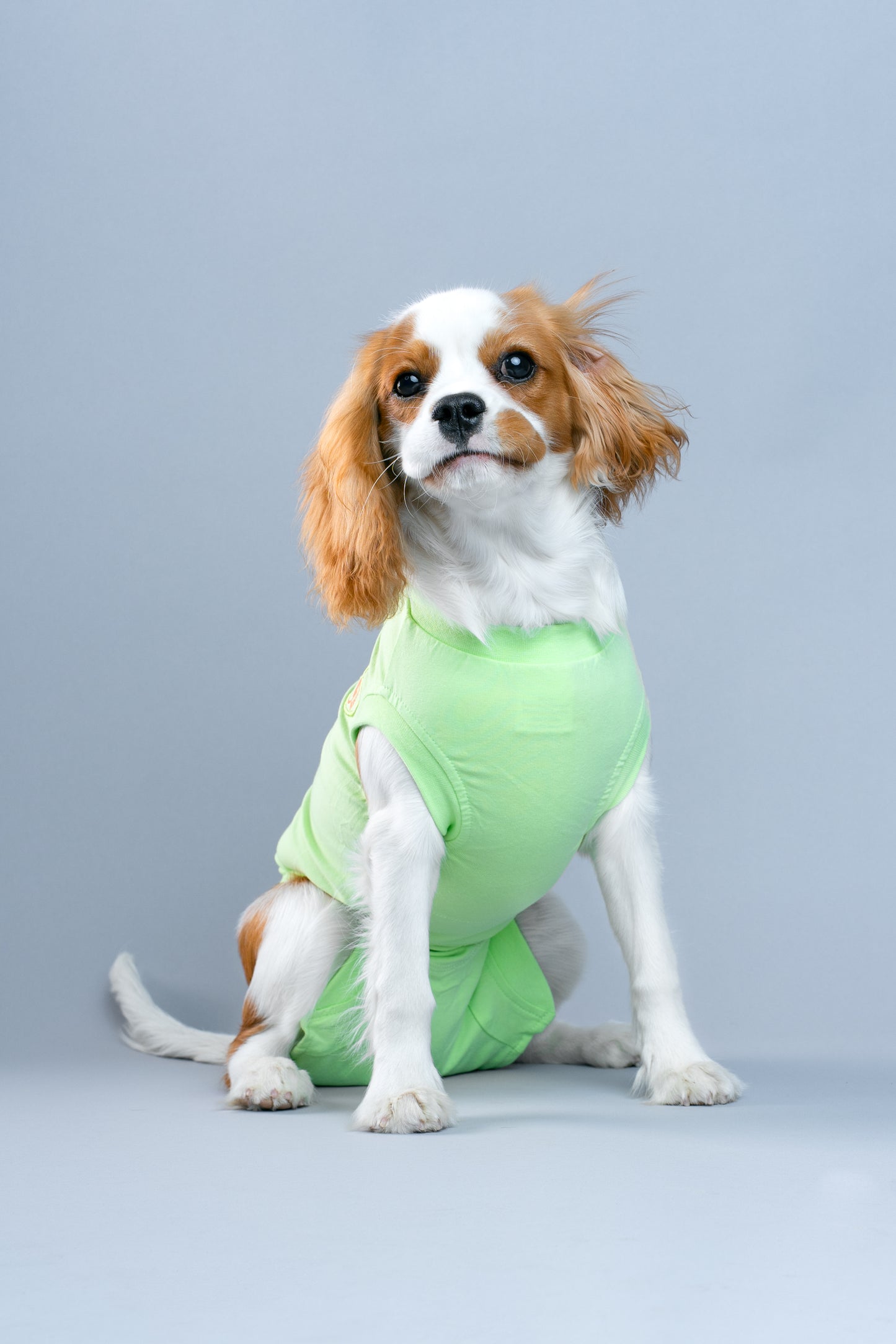 Dog Recovery Suit