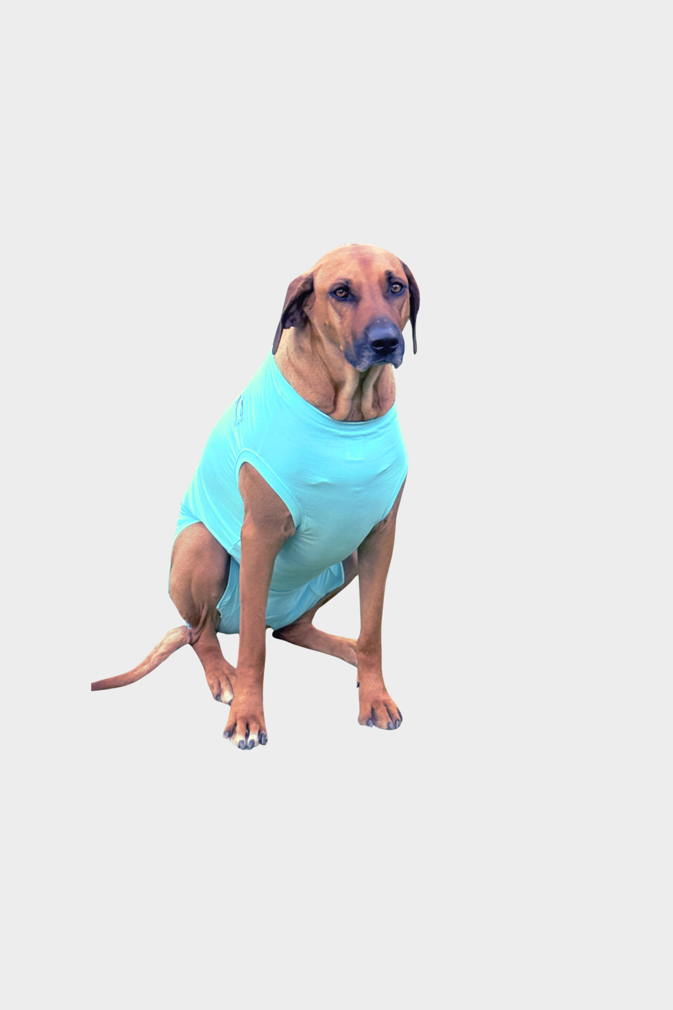 Dog Recovery Suit
