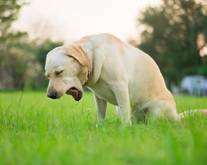 Toxic Foods, What not to feed!