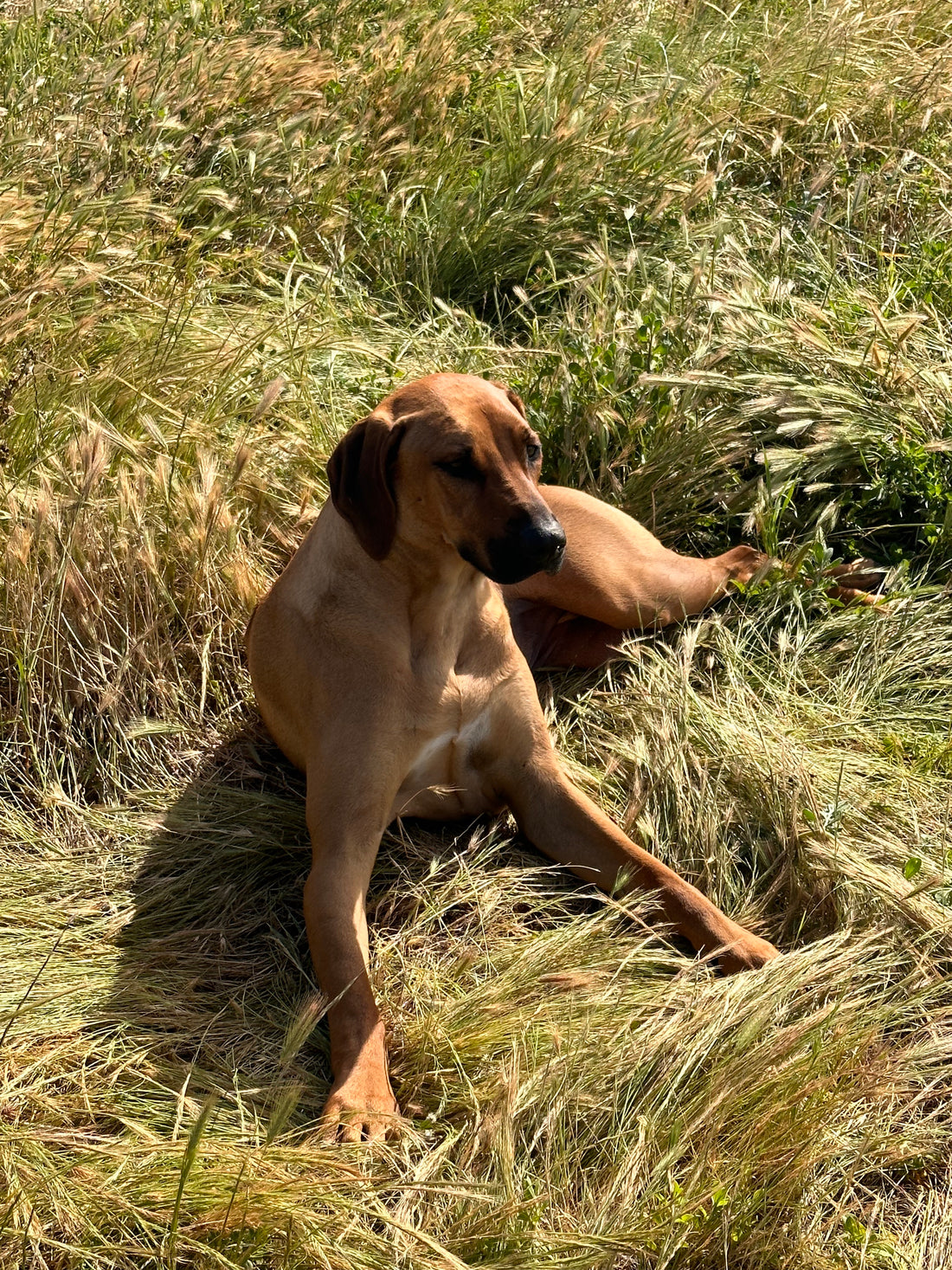 A dog laying in a field of grass seeds