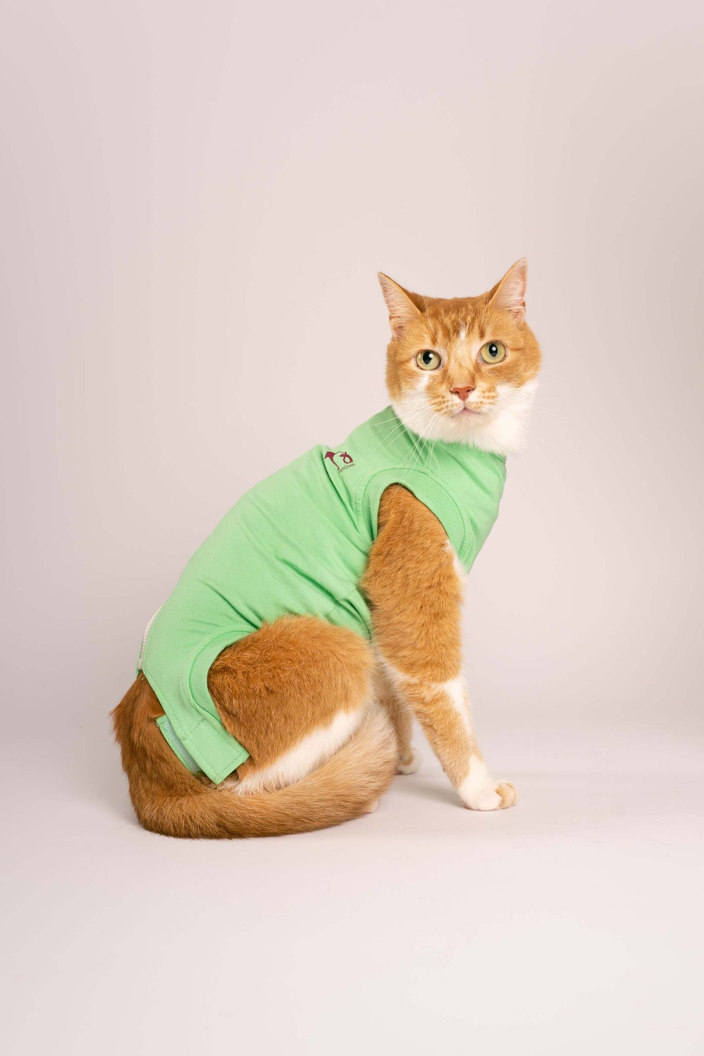 a cat wearing a recovery suit as a good cone alternative