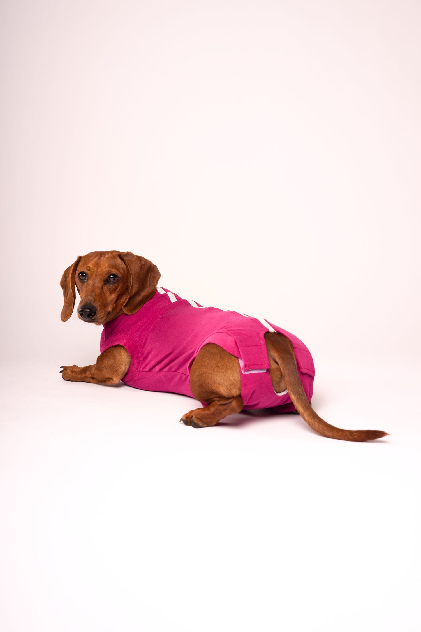 Dog Recovery Suit